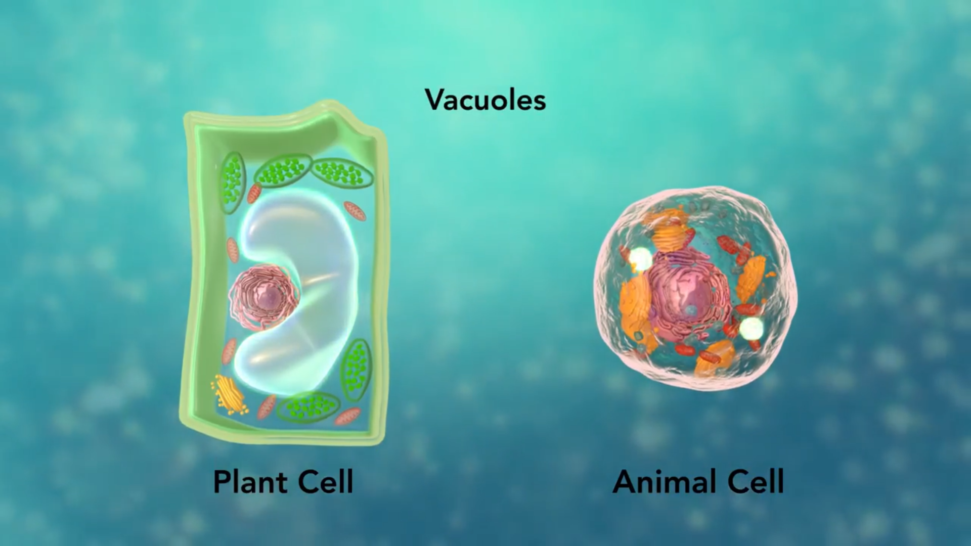 درسینوفن | آموزش آنلاین دوره محور ساختار کامل سلول گیاهی در زیست + فیلم (زیست گیاهی کنکور) + جایزه?
